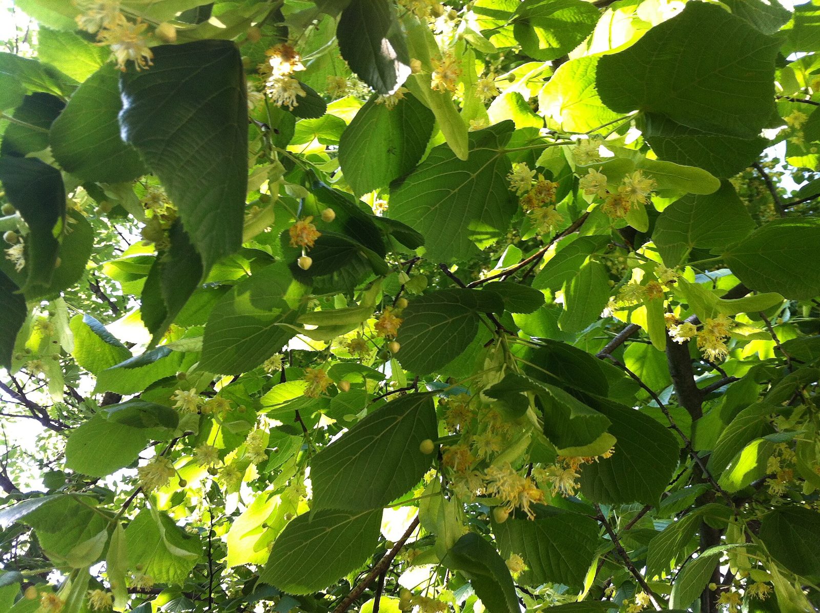 Linden