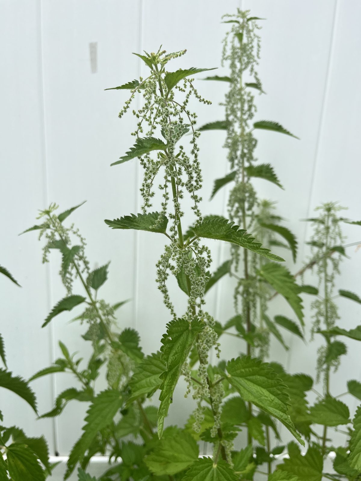 Nettle