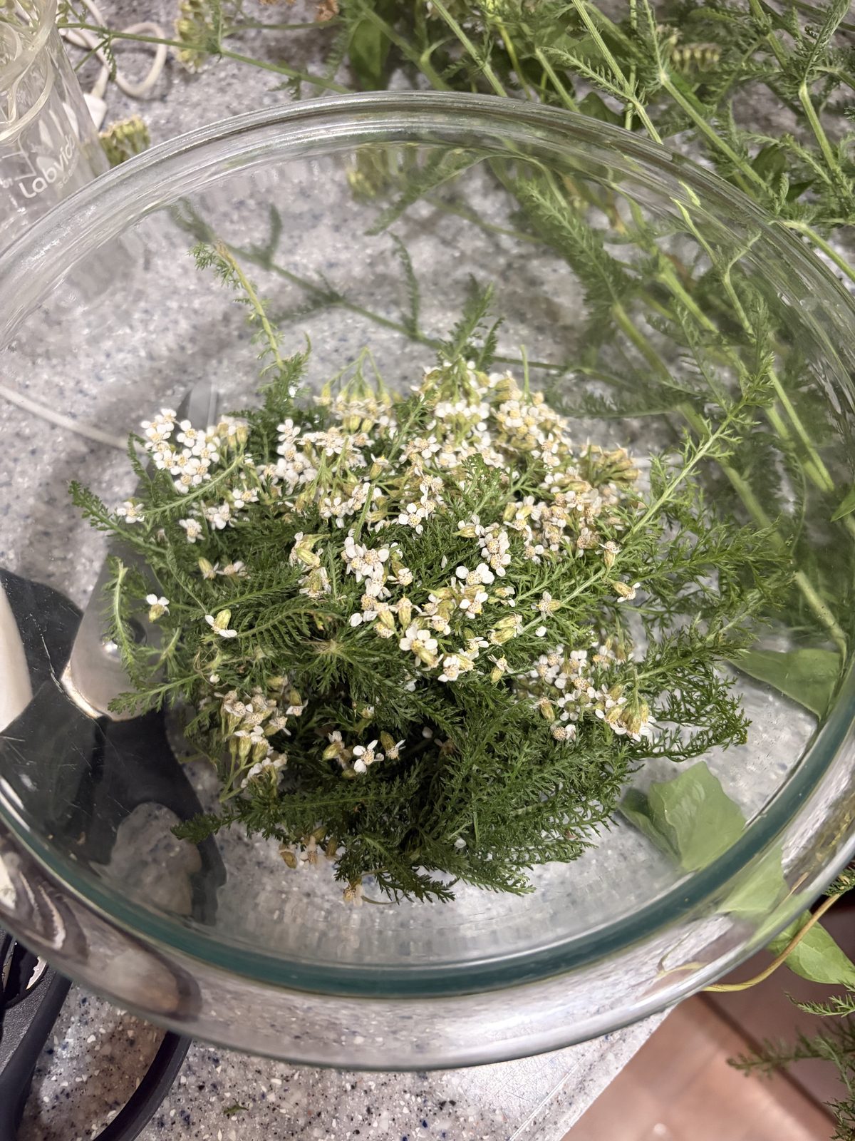 Yarrow